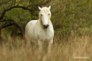 Bílý kůň, Camargue