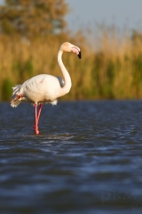 Plameňák růžový - Greater Flamingo (Phoenicopterus roseus)