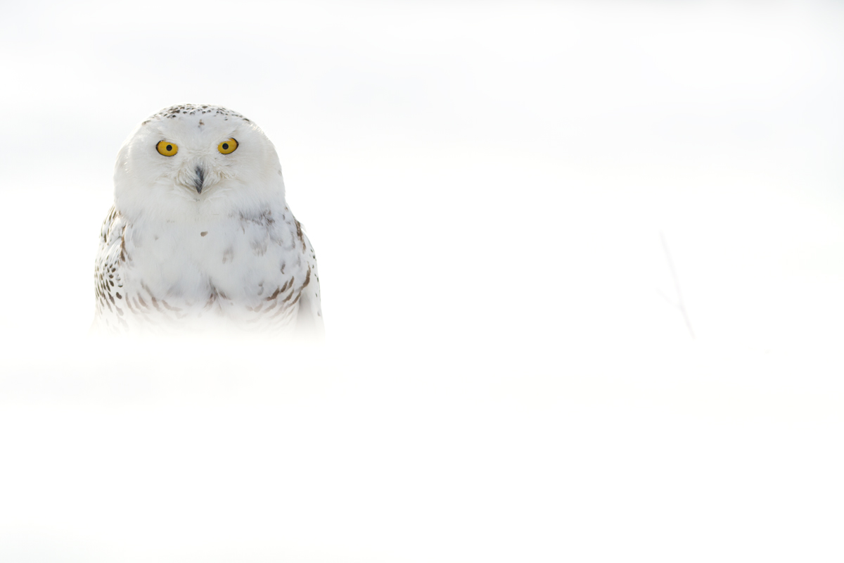 Sovice sněžní, Snowy Owl (Bubo scandiacus)