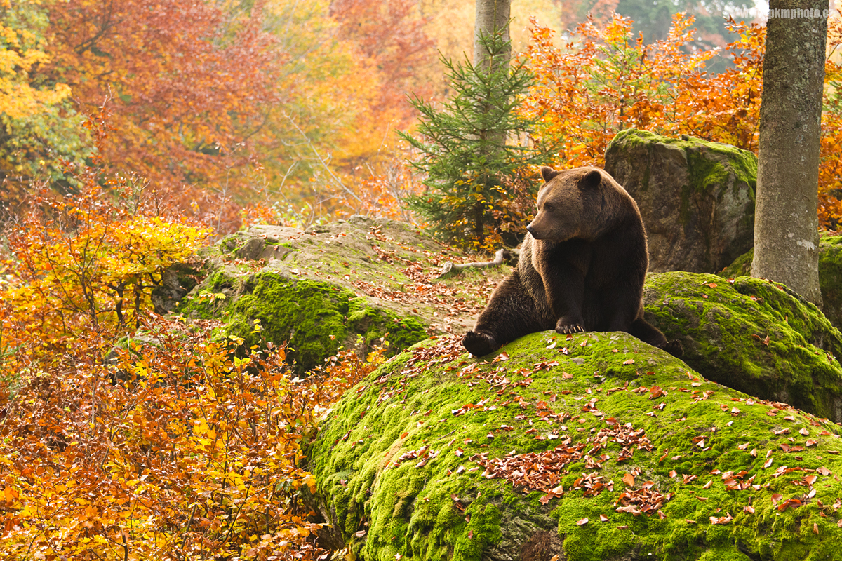 Medvěd hnědý - Brown Bear (Ursus arctos) 