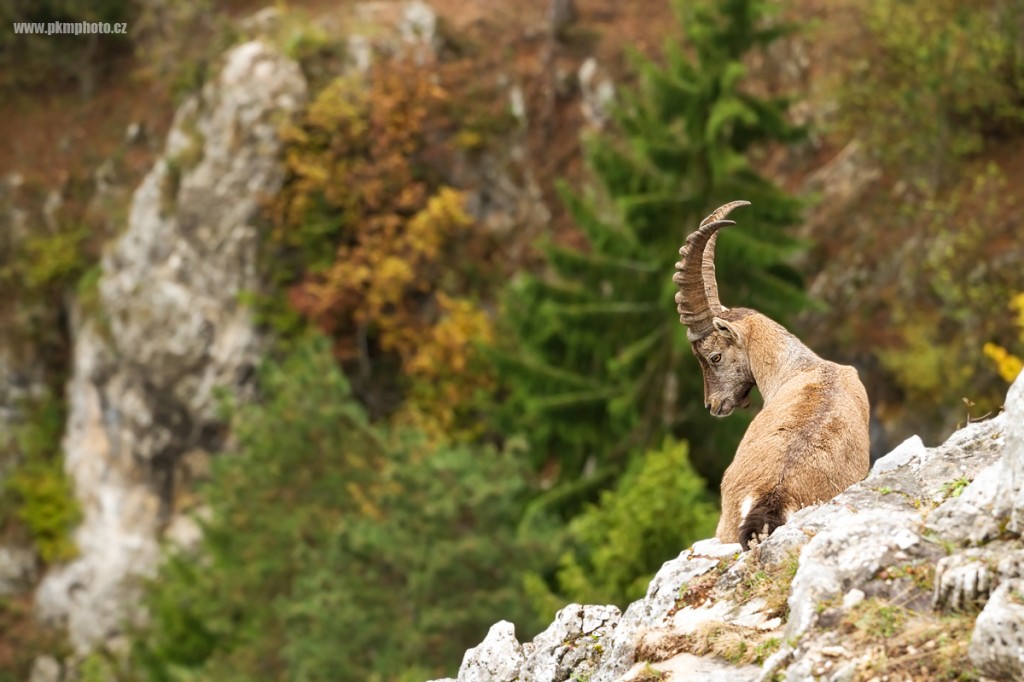 Kozoroh Horsk Hohewand Alpine Ibex Pkmphoto cz