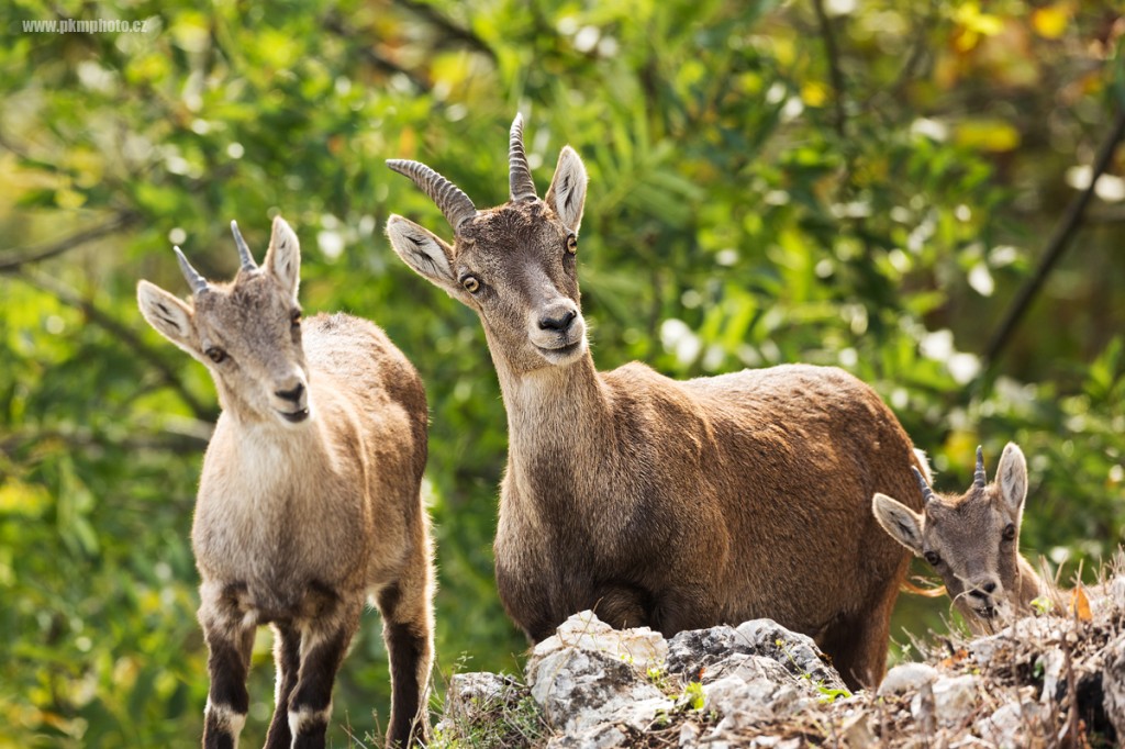 Kozoroh Horsk Hohewand Alpine Ibex Pkmphoto cz