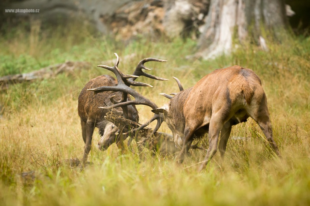 Jelen je V D nsku Deer Rut In Denmark Pkmphoto cz