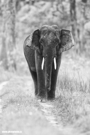 Slon indický - Asian Elephant (Elephas maximus)