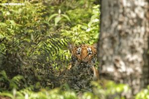 Tygr bengálský - Bengal Tiger (Panthera tigris tigris)