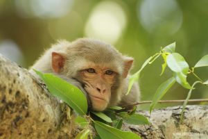 Makak rhesus - Rhesus Macaque (Macaca mulatta)