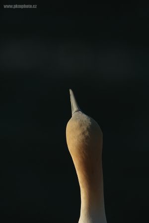 RO0A0699_smv.jpg