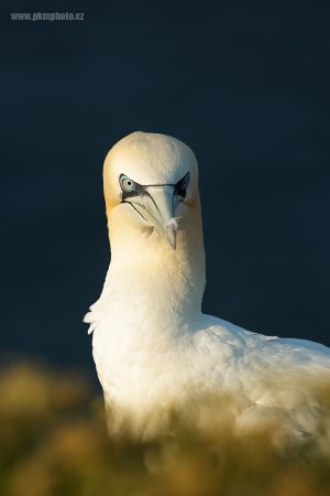 RO0A2426_smv.jpg