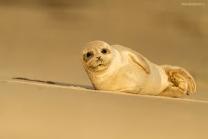 Tuleň obecný, Seal (Phoca vitulina)