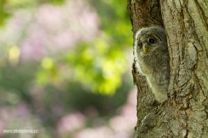 Puštík bělavý,  Ural Owl (Strix uralensis)