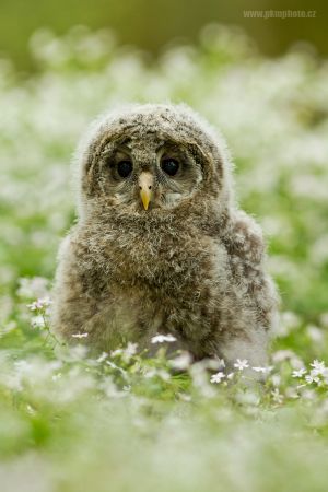 Puštík bělavý, Ural Owl (Strix uralensis)