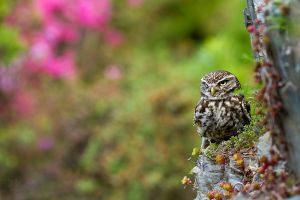 Sýček obecný, Little Owl (Athene noctua) 