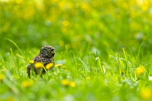 Sýček obecný, Little Owl (Athene noctua) 
