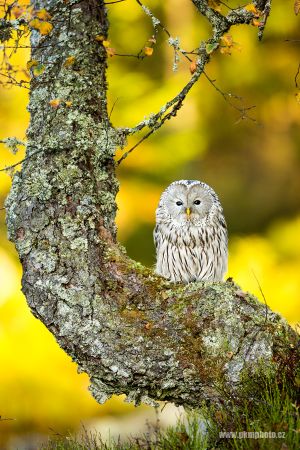 Puštík bělavý, Ural Owl (Strix uralensis)