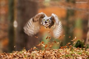 Výr virginský, Great Horned Owl (Bubo virginianus)