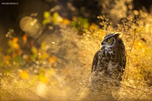 Výr virginský, Great Horned Owl (Bubo virginianus)