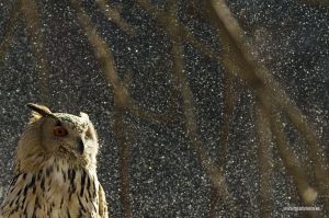 Výr sibiřský, Siberian Eagle Owl (Bubo Bubo Sibiricus)