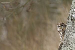 Puštík obecný, Tawny Owl (Strix aluco)