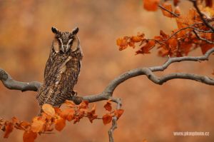 Kalous ušatý, Long-eared Owl (Asio otus)