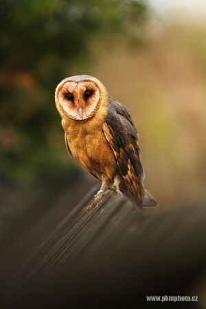 Sova pálená, Barn Owl (Tyto alba)
