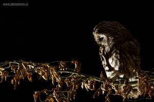 Puštík obecný, Tawny Owl (Strix aluco)