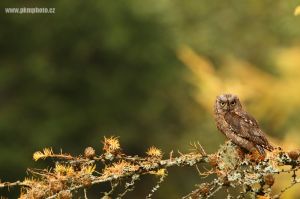 Výreček malý, European Scops Owl (Otus scops)