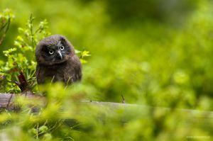 Sýc rousný, Boreal Owl (Aegolius funereus)