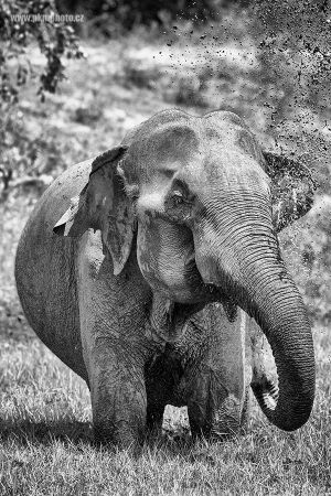 Slon cejlonský / Asian Elephant (Elephas maximus maximus)
