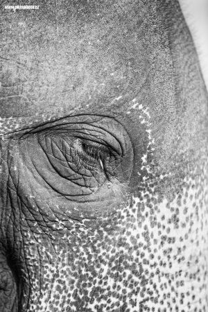 Slon cejlonský / Asian Elephant (Elephas maximus maximus)
