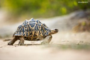Želva hvězdnatá / Indian star tortoise (Geochelone elegans) 