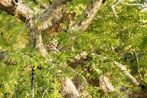Leopard cejlonský / Sri Lankan leopard (Panthera pardus kotiya)