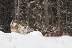 Vlk obecný  - Grey Wolf (Canis lupus) 