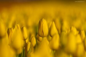 Tulipány (Holandsko) / Tulips (Netherlands)