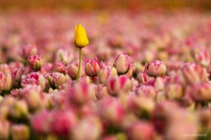 Tulipány (Holandsko) / Tulips (Netherlands)